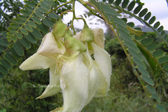 Sesbania grandiflora